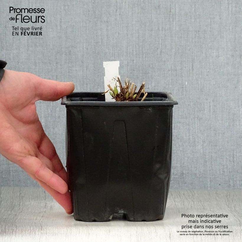 Amsonia Blue Ice 2L/3L pot sample as delivered in winter