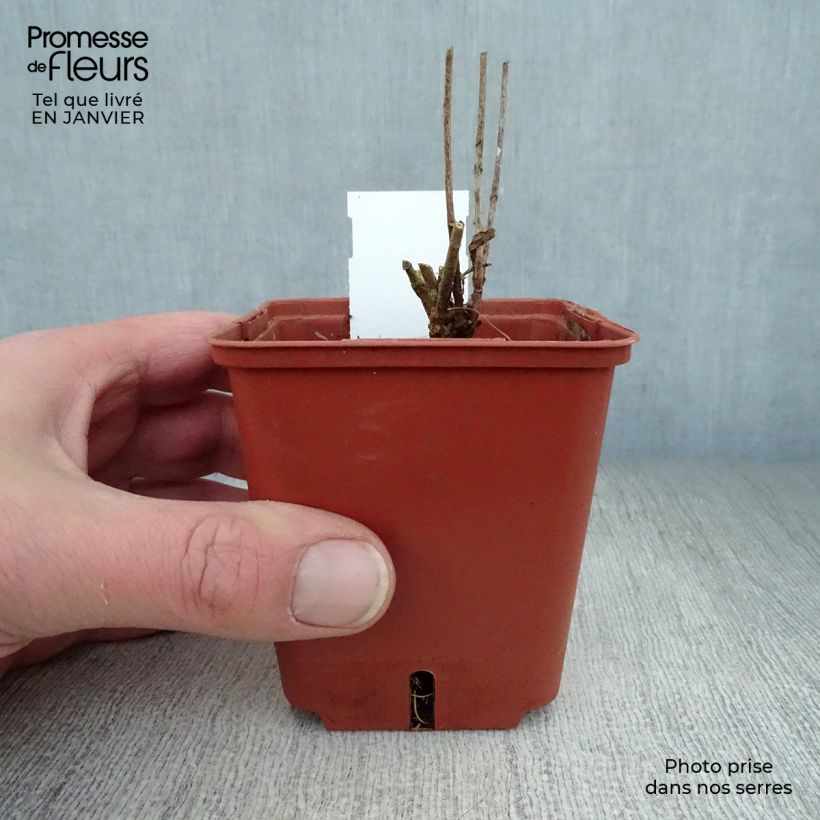 Amsonia orientalis 8/9 cm pot sample as delivered in winter