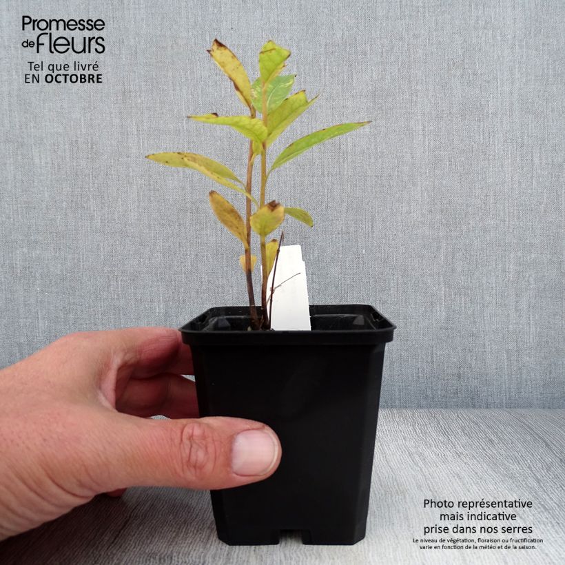 Amsonia tabernaemontana var. salicifolia 8/9 cm pot sample as delivered in autumn