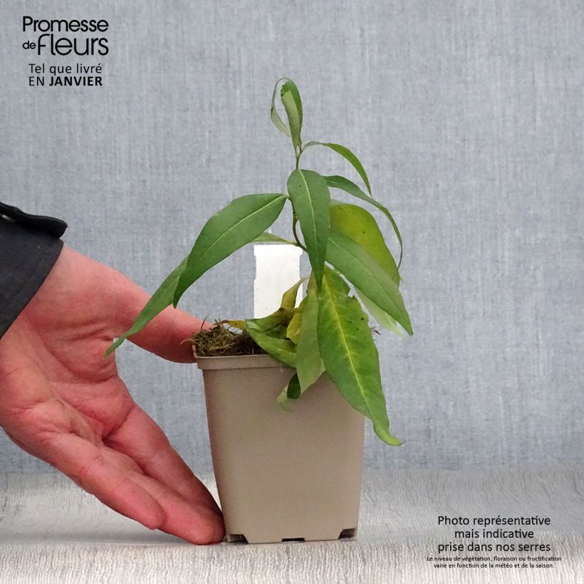 Amsonia tabernaemontana var. salicifolia 8/9 cm pot sample as delivered in winter