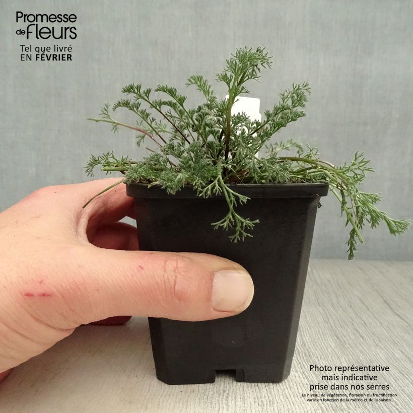 Anacyclus pyrethrum var. depressus 8/9 cm pot sample as delivered in winter