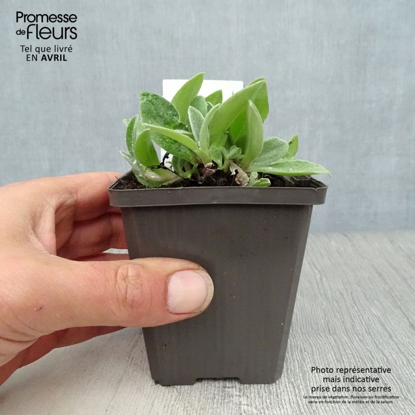 Anaphalis triplinervis 8/9 cm pot sample as delivered in spring