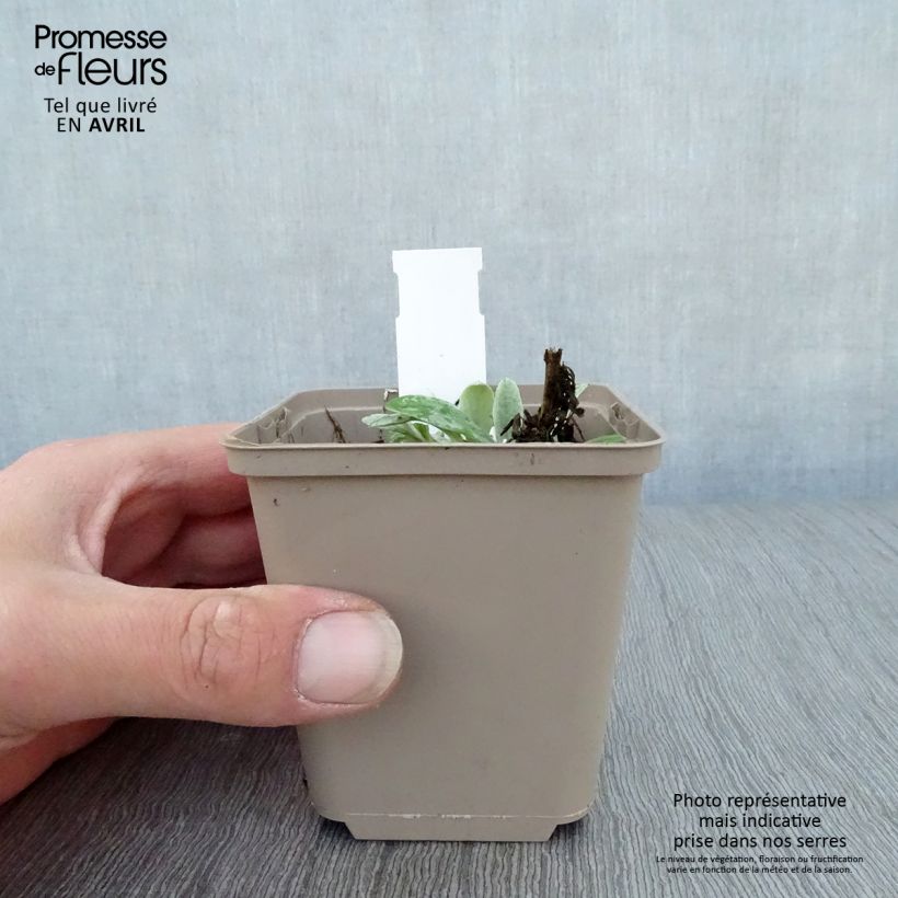 Anaphalis triplinervis Sommerschnee 8/9 cm pot sample as delivered in spring