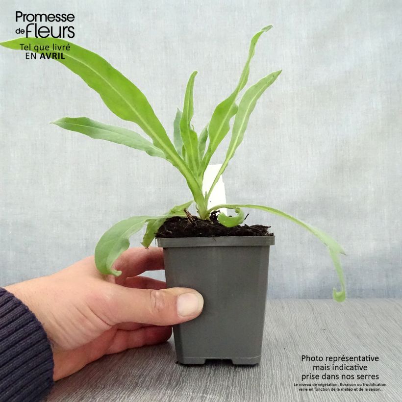 Anchusa azurea Dropmore 8/9 cm pot sample as delivered in spring