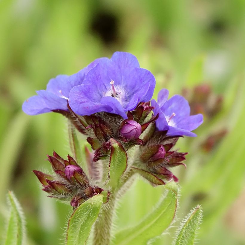 Anchusa azurea Loddon Royalist (Flowering)
