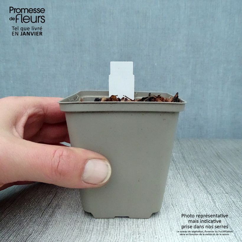 Aquilegia atrata - Columbine 8/9 cm pot sample as delivered in winter