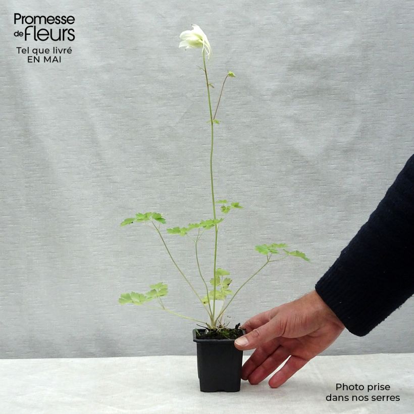 Aquilegia caerulea Kristall - Columbine 8/9 cm pot sample as delivered in spring