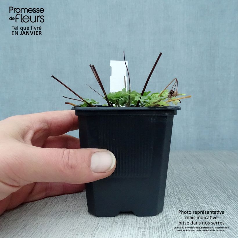 Aquilegia caerulea Kristall - Columbine 8/9 cm pot sample as delivered in winter