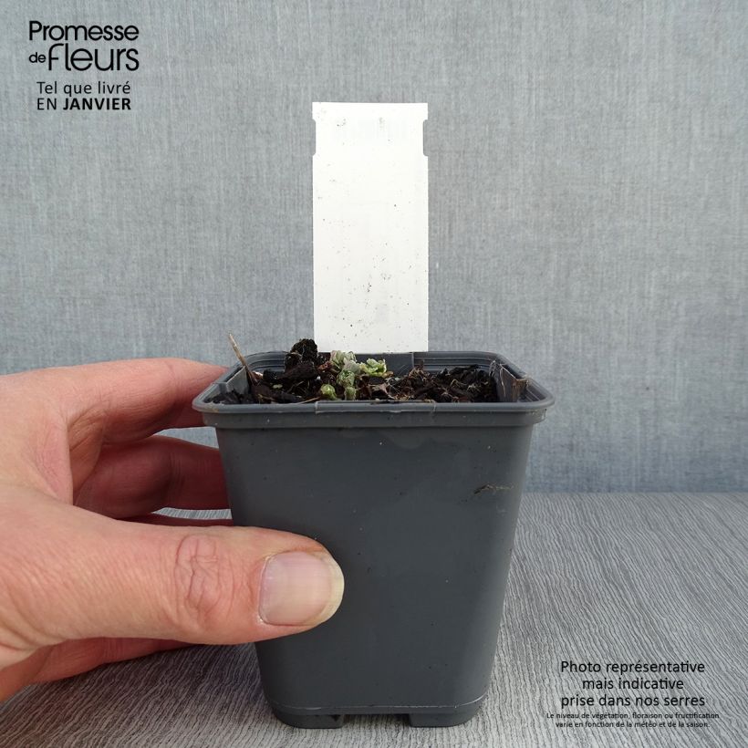 Aquilegia sibirica - Columbine 8/9 cm pot sample as delivered in winter