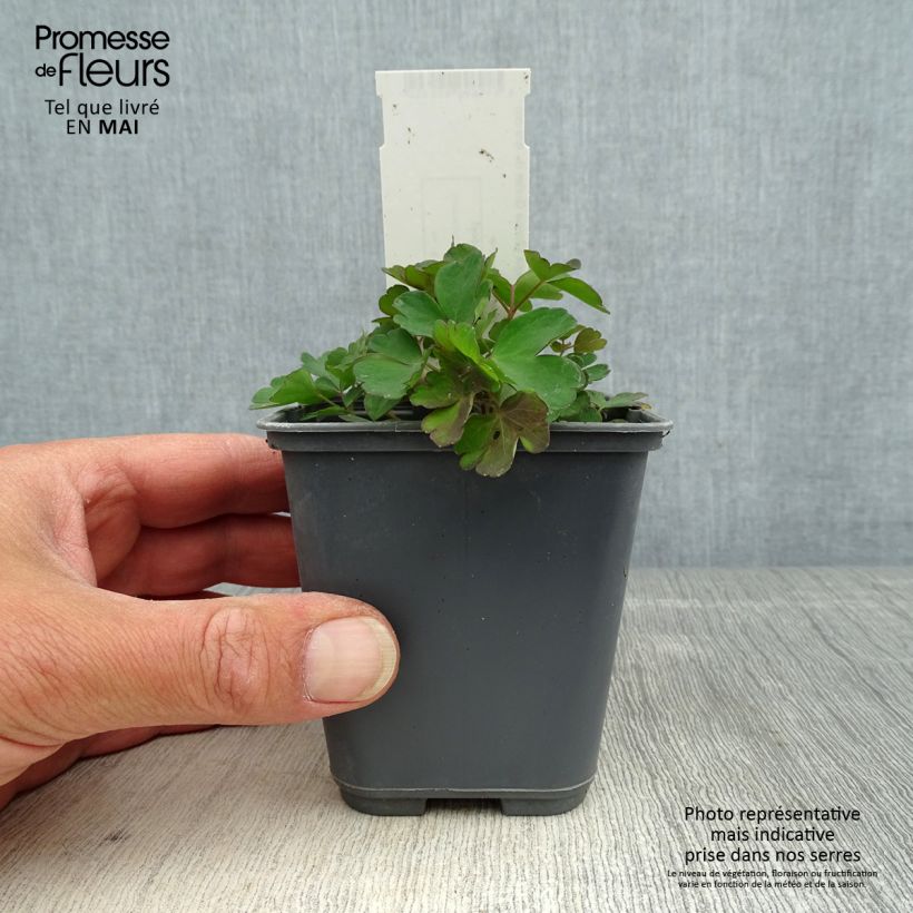 Aquilegia sibirica - Columbine 8/9 cm pot sample as delivered in spring