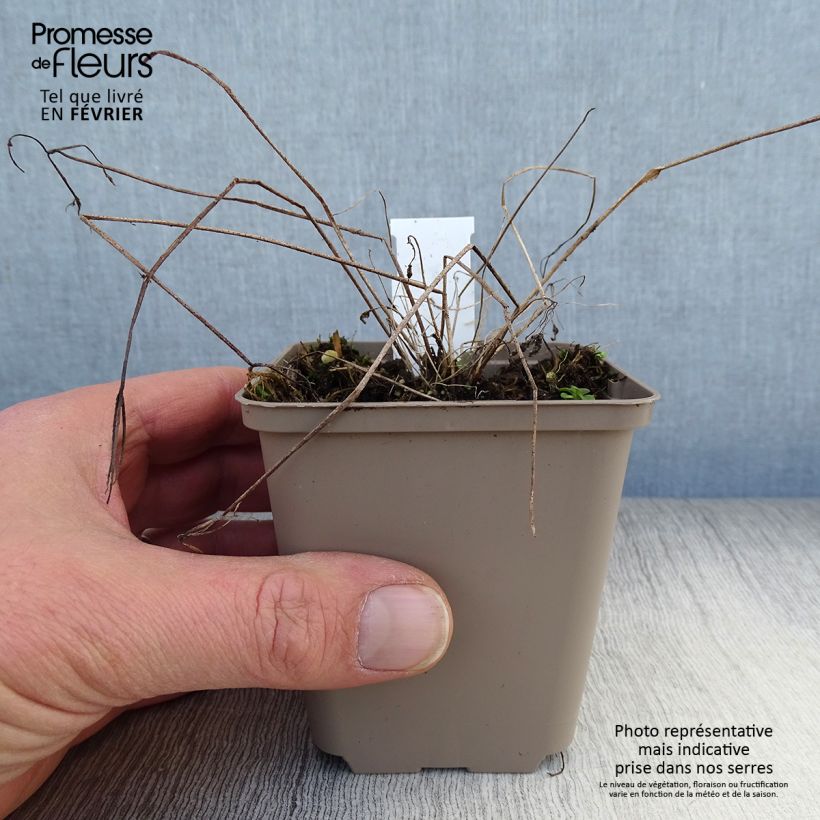 Aquilegia vulgaris - Columbine 8/9 cm pot sample as delivered in winter