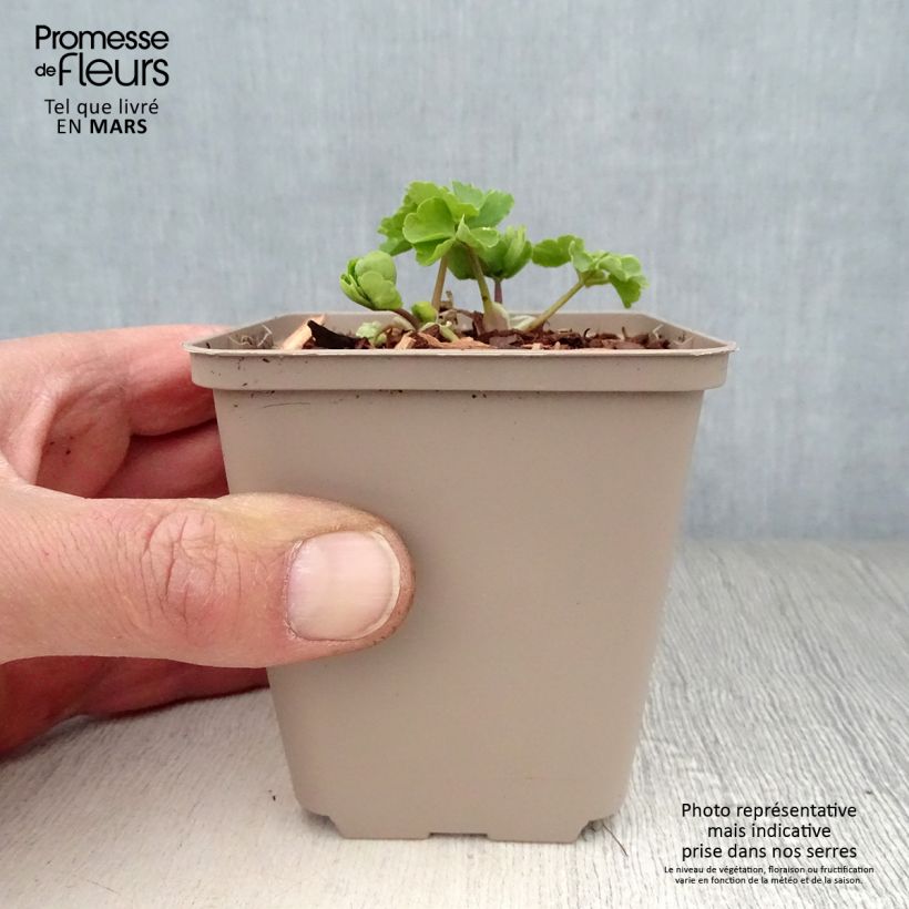 Aquilegia vulgaris Munstead White - Columbine 8/9 cm pot sample as delivered in spring