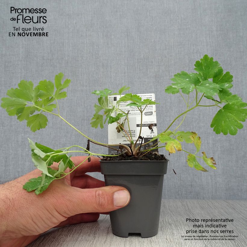 Aquilegia Blue Star - Columbine 8/9 cm pot sample as delivered in autumn