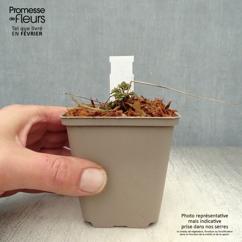 Aquilegia Blue Star - Columbine 7/8 cm pot sample as delivered in winter