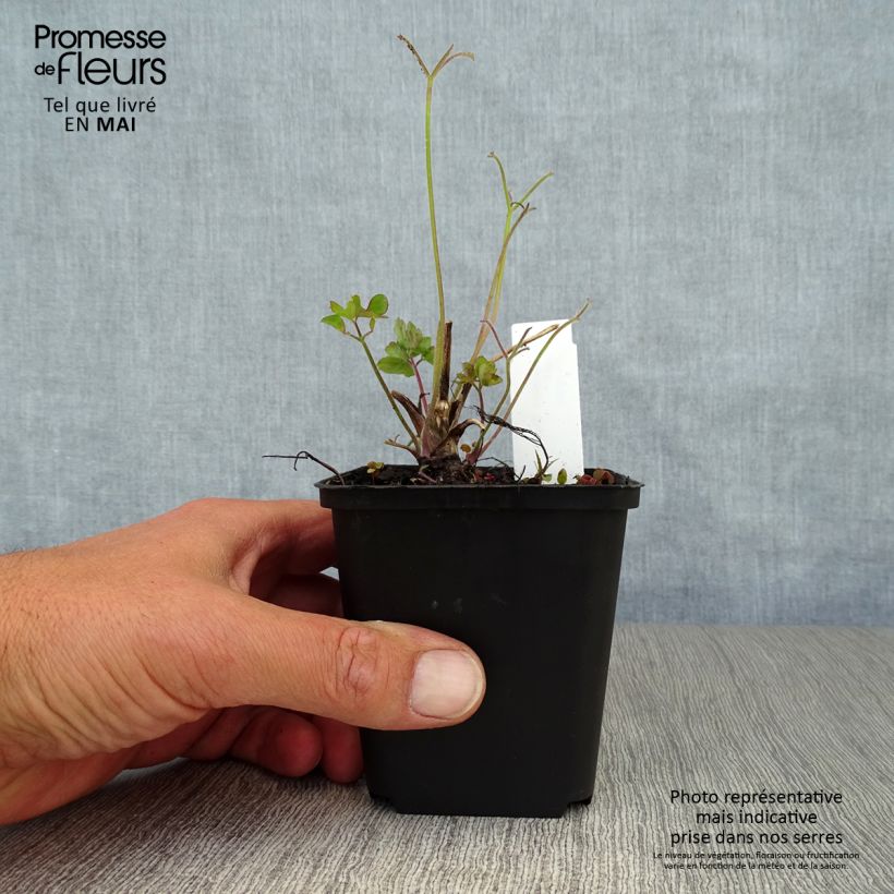 Aquilegia Blue Star - Columbine 7/8 cm pot sample as delivered in spring