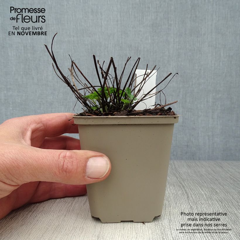 Aquilegia viridiflora Chocolate Soldier - Columbine 8/9 cm pot sample as delivered in autumn