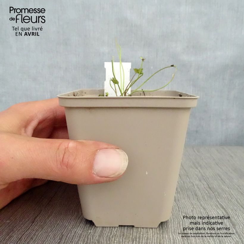 Aquilegia viridiflora Chocolate Soldier - Columbine 8/9 cm pot sample as delivered in spring