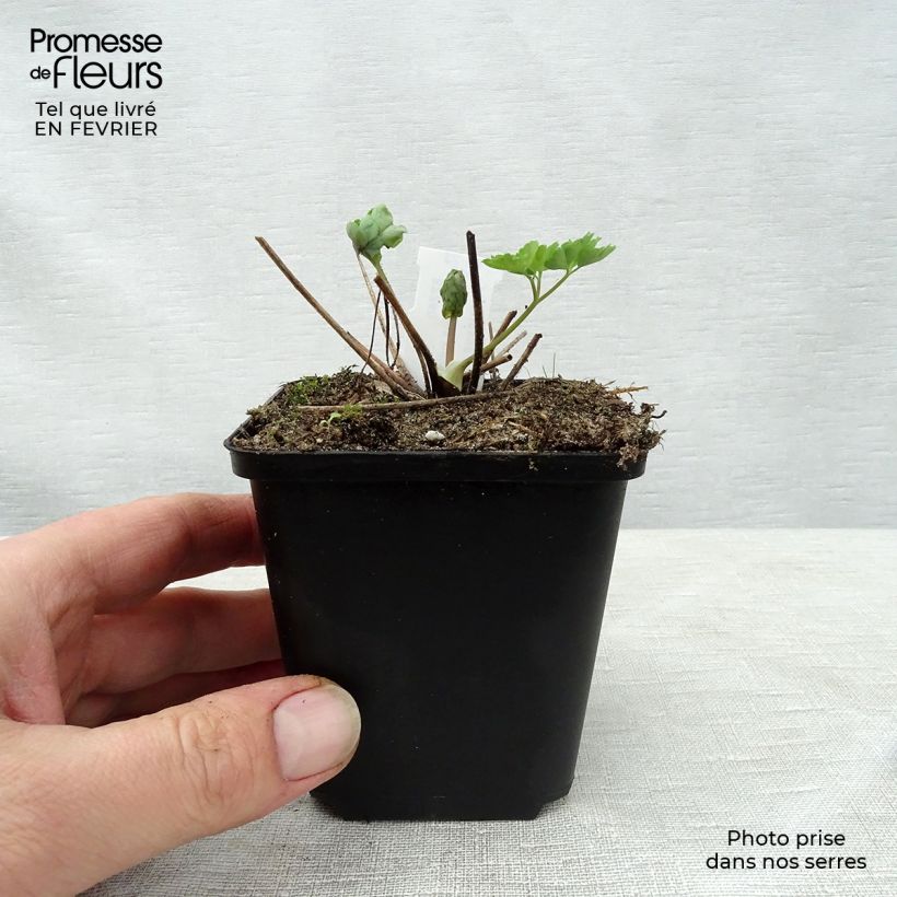 Aquilegia vulgaris Clementine Blue - Columbine 8/9 cm pot sample as delivered in winter