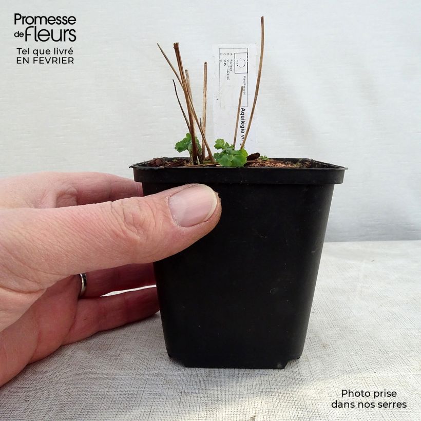 Aquilegia vulgaris Clementine White - Columbine 8/9 cm pot sample as delivered in winter