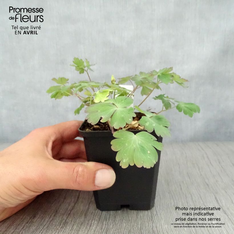 Aquilegia Crimson Star - Columbine 8/9 cm pot sample as delivered in spring