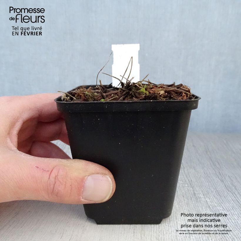 Aquilegia vulgaris Green Apples - Columbine 8/9 cm pot sample as delivered in winter