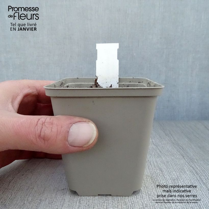 Aquilegia vulgaris Blue Barlow - Columbine 8/9 cm pot sample as delivered in winter