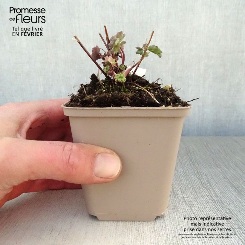 Aquilegia Mrs M. Nicholls - Columbine 8/9 cm pot sample as delivered in winter