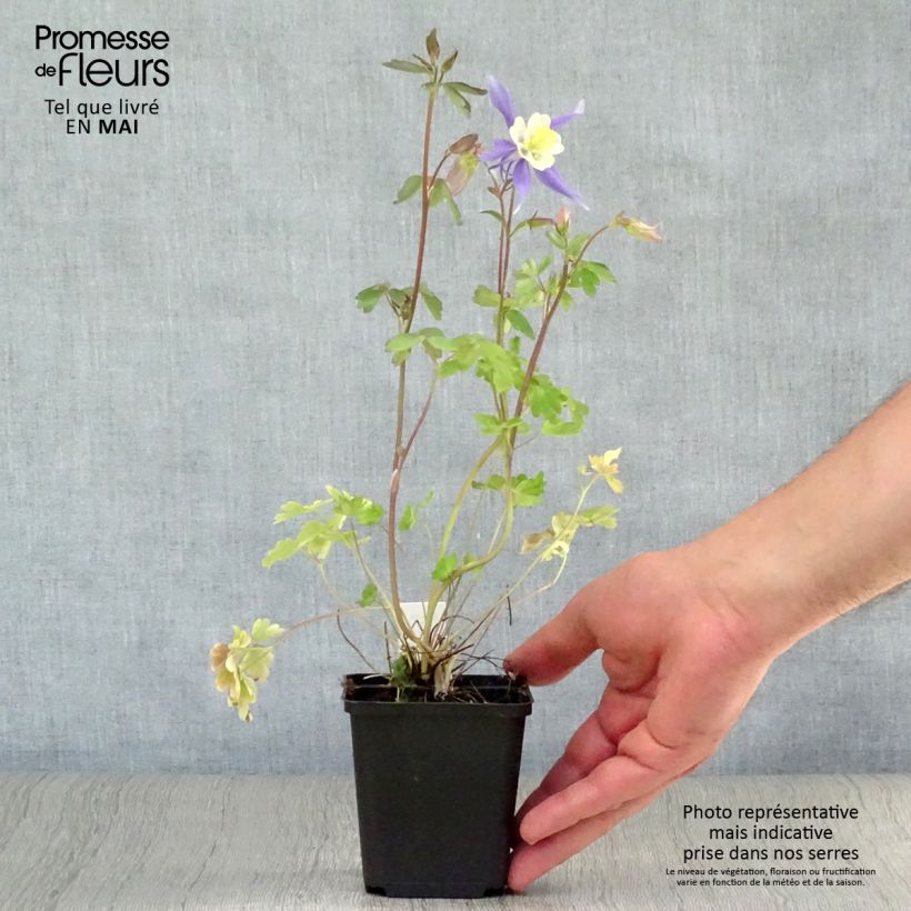 Aquilegia Mrs M. Nicholls - Columbine 8/9 cm pot sample as delivered in spring