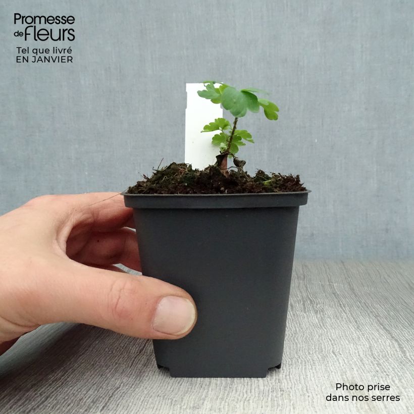 Aquilegia vulgaris William Guiness - Columbine 8/9 cm pot sample as delivered in winter