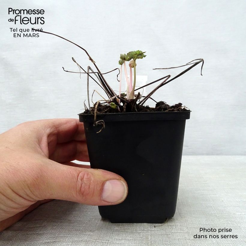 Aquilegia vulgaris Winky Double Dark-Blue-White - Columbine 8/9 cm pot sample as delivered in spring