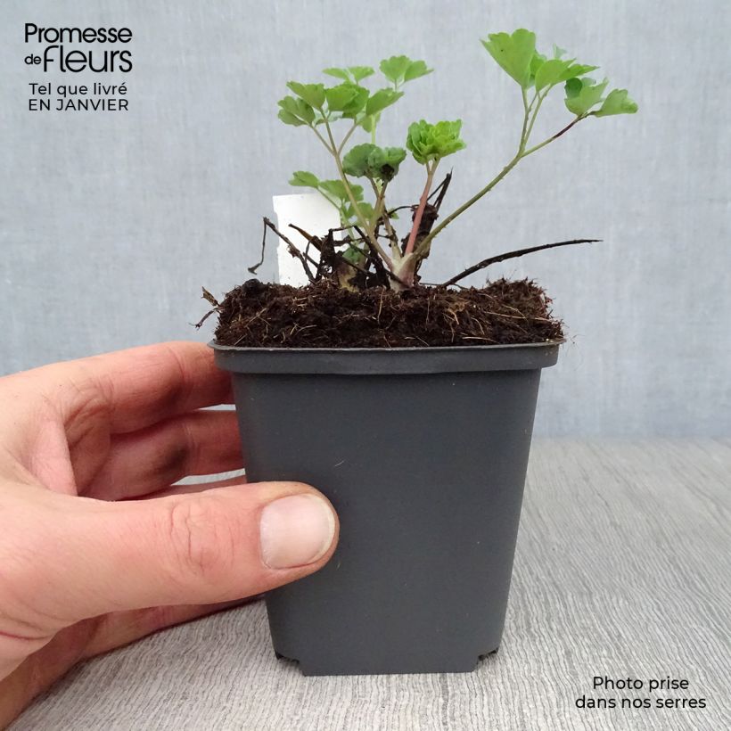 Aquilegia Winky Red-White - Columbine 8/9 cm pot sample as delivered in winter