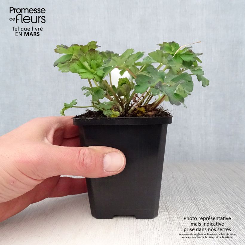 Aquilegia Snow Queen - Columbine 8/9 cm pot sample as delivered in spring