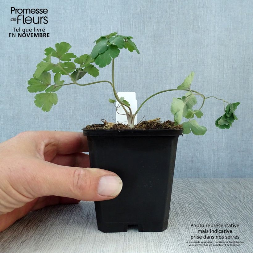 Aquilegia alpina - Columbine 8/9 cm pot sample as delivered in autumn