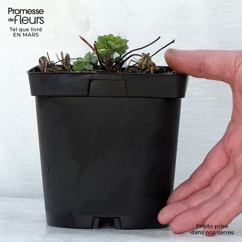 Aquilegia alpina - Columbine 2L/3L pot sample as delivered in spring