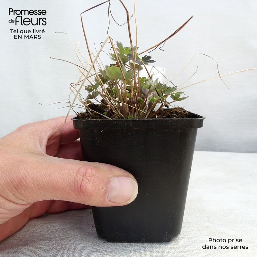 Aquilegia canadensis Little Lanterns - Columbine 8/9 cm pot sample as delivered in winter