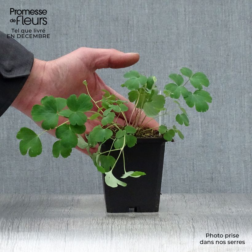 Aquilegia vulgaris var. stellata Black Barlow - Columbine 8/9 cm pot sample as delivered in winter
