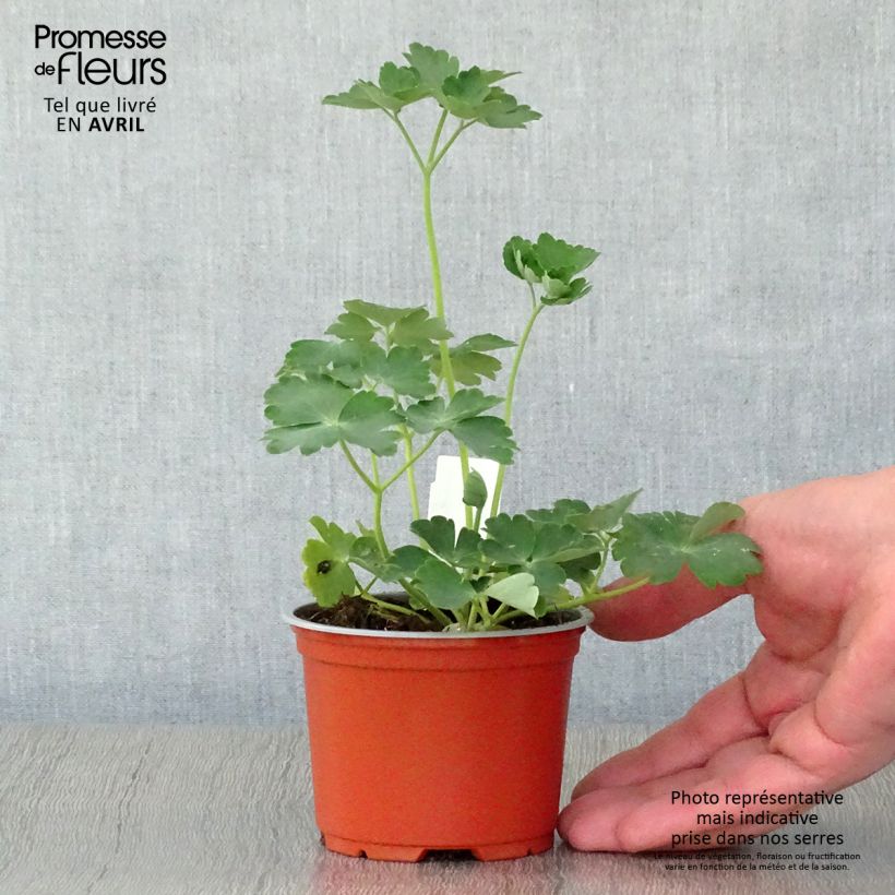 Aquilegia vulgaris Nora Barlow - Columbine 8/9 cm pot sample as delivered in spring