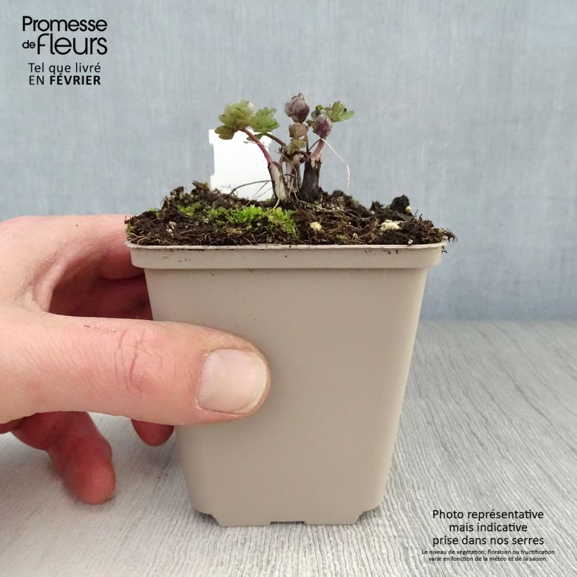 Aquilegia vulgaris var. stellata Rose Barlow - Columbine 8/9 cm pot sample as delivered in winter