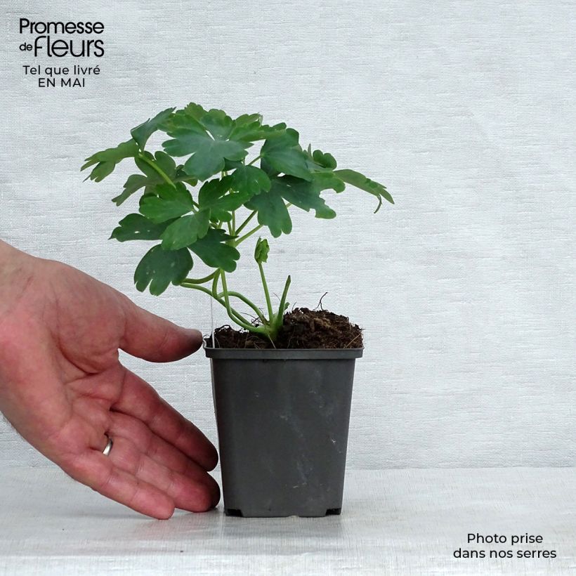 Aquilegia vulgaris var. stellata White Barlow - Columbine 8/9 cm pot sample as delivered in spring