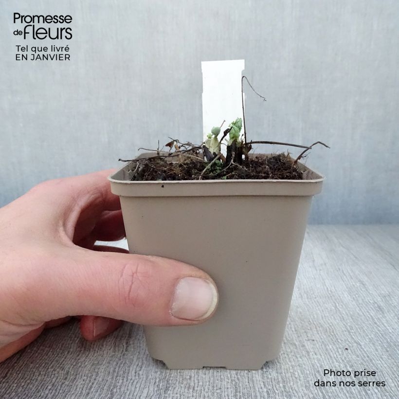 Aquilegia vulgaris var. stellata White Barlow - Columbine 8/9 cm pot sample as delivered in winter