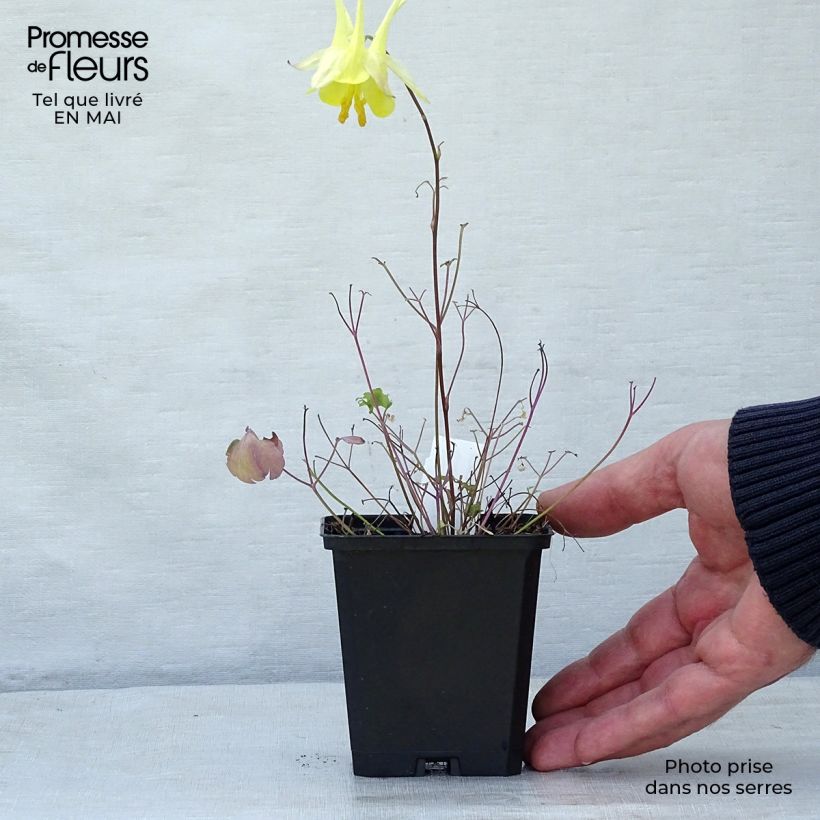 Aquilegia chrysantha Yellow Queen - Columbine 8/9 cm pot sample as delivered in spring