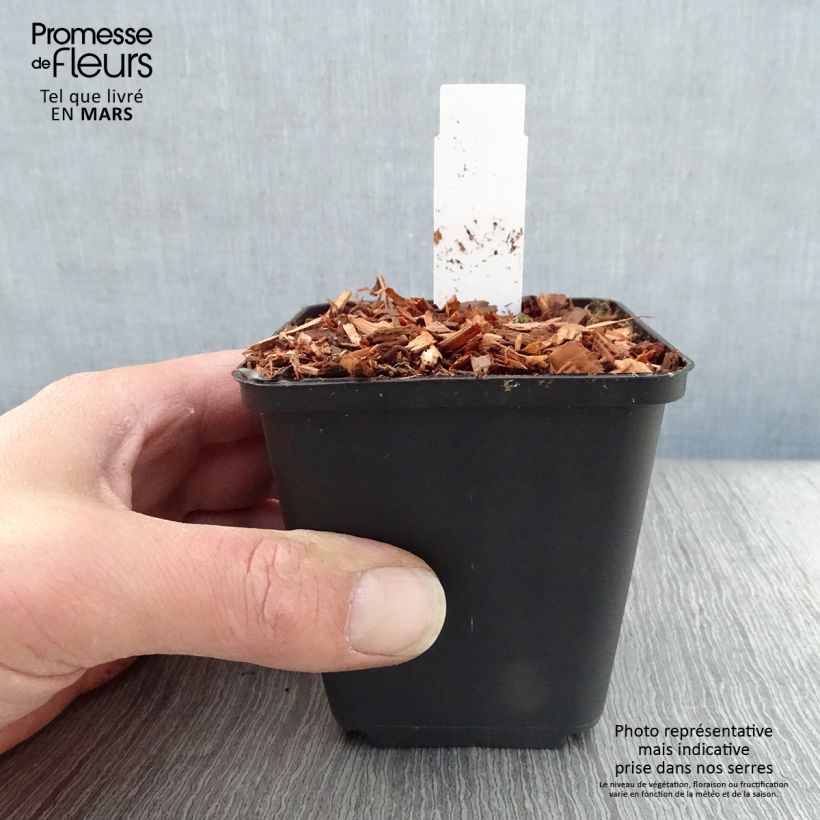 Aquilegia flabellata Cameo White - Columbine 8/9 cm pot sample as delivered in spring