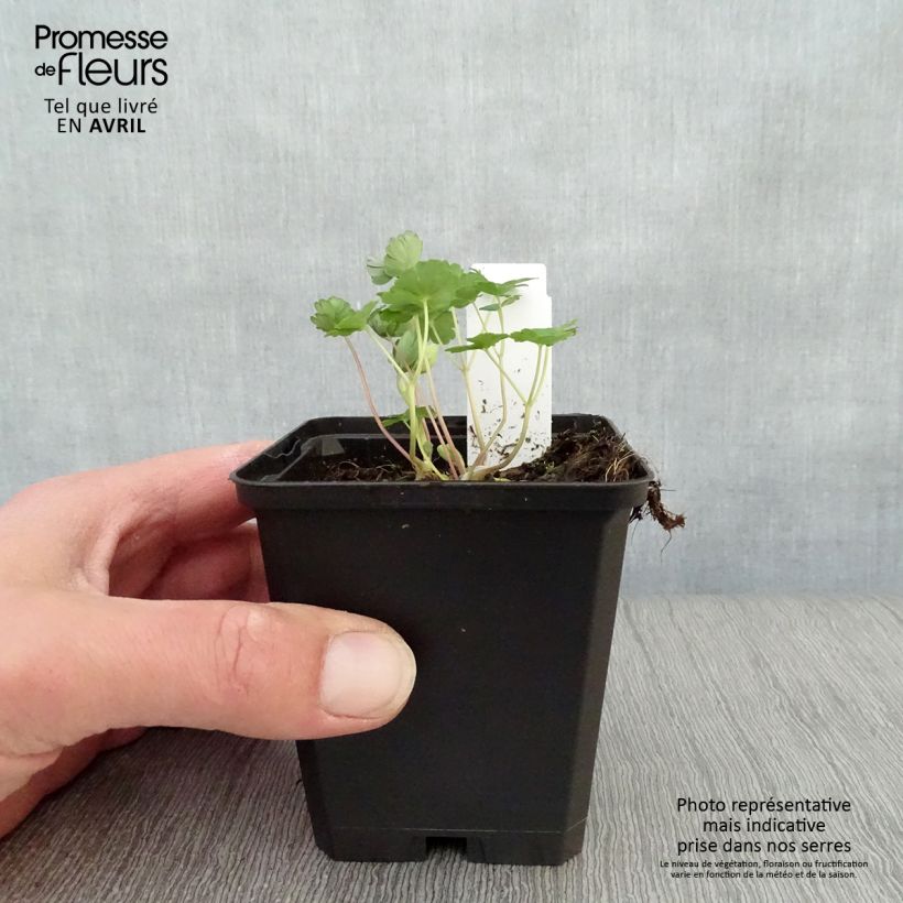 Aquilegia flabellata Ministar - Columbine 8/9 cm pot sample as delivered in spring