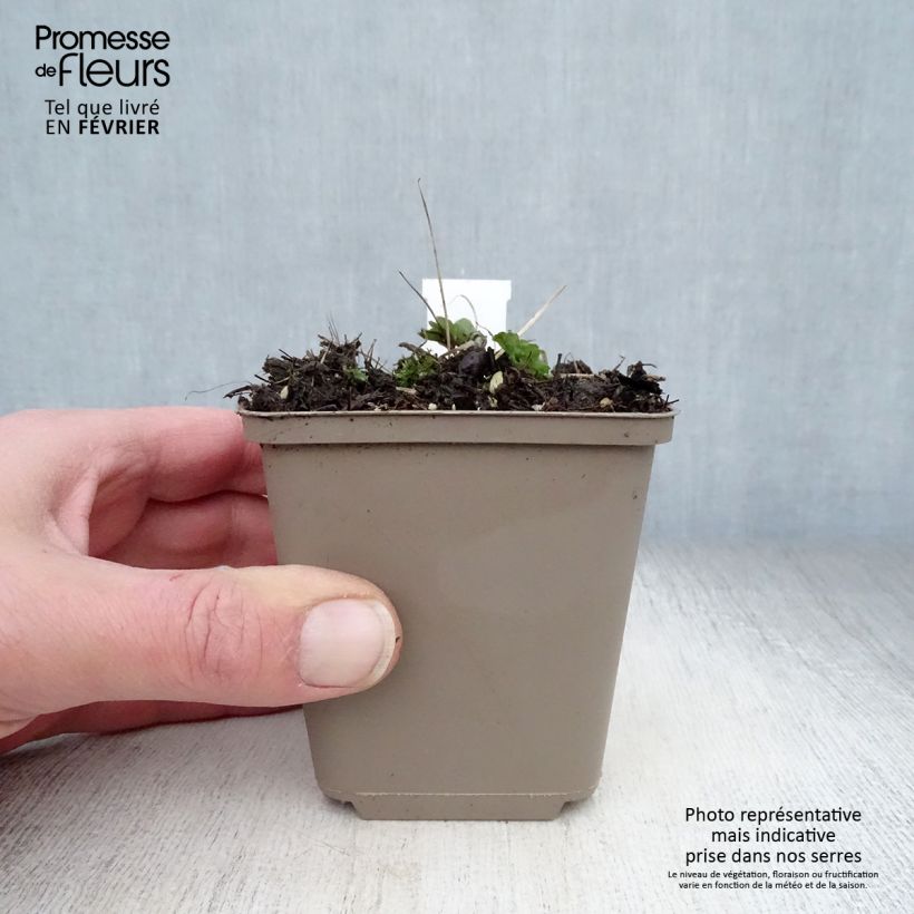 Aquilegia vulgaris Ruby Port - Columbine 8/9 cm pot sample as delivered in winter