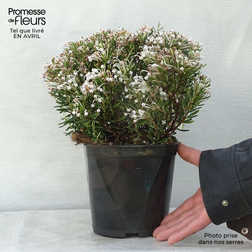Andromeda polifolia Compacta 2L/3L pot sample as delivered in spring