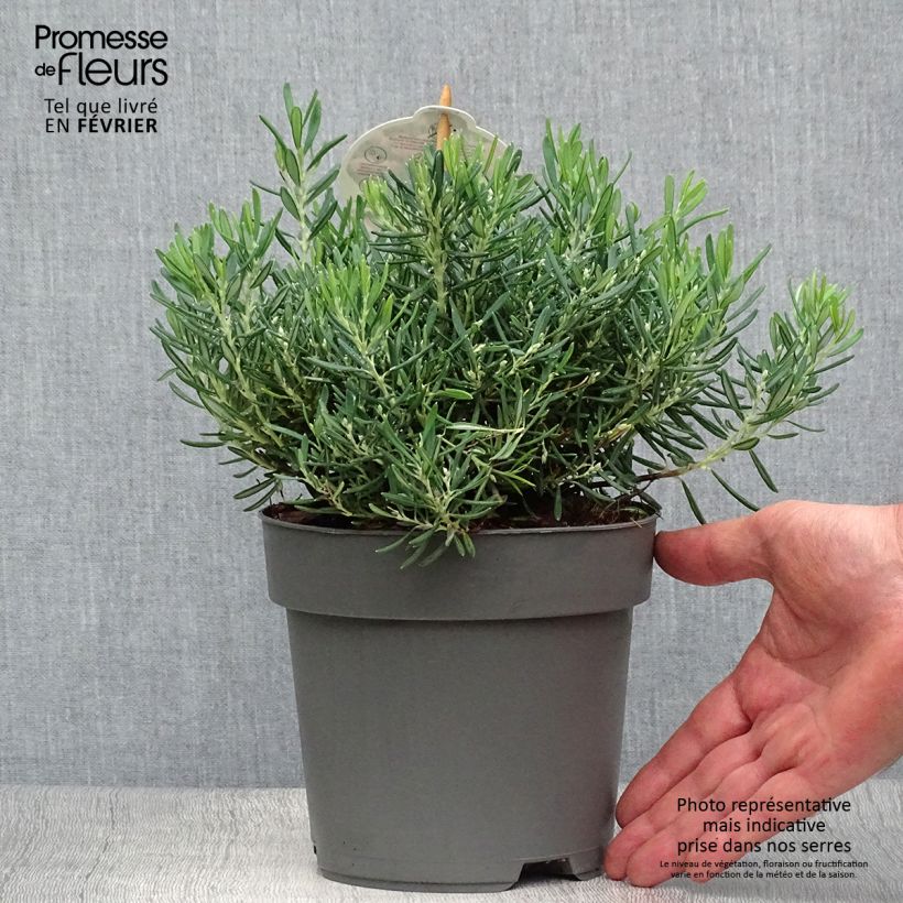Andromeda polifolia Compacta 2L/3L pot sample as delivered in autumn