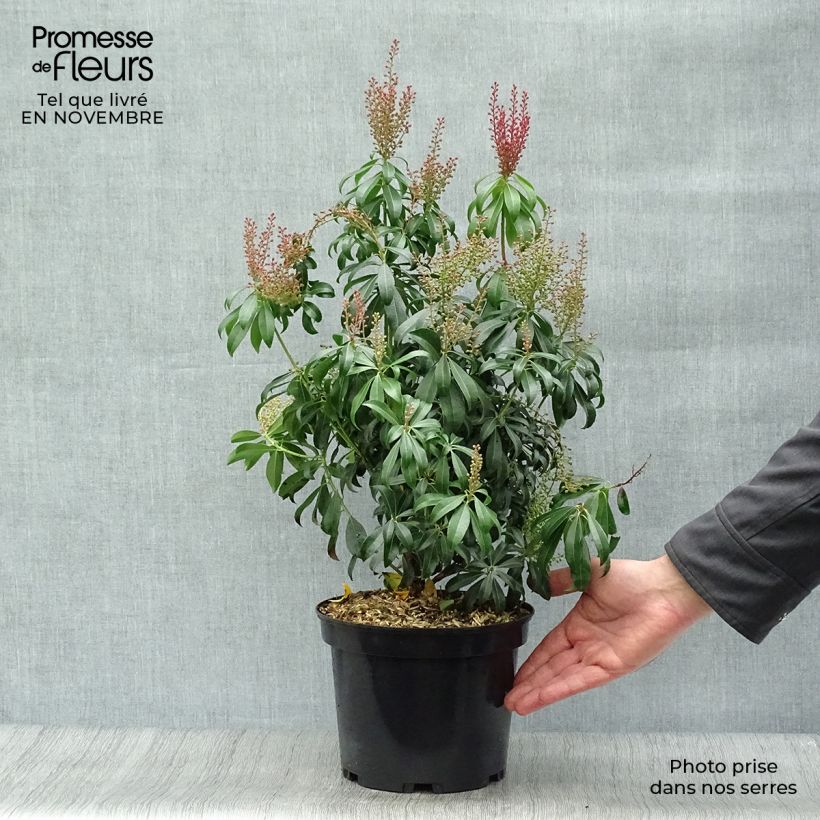 Pieris japonica Bonfire - Japanese Andromeda 3L/4L pot sample as delivered in autumn