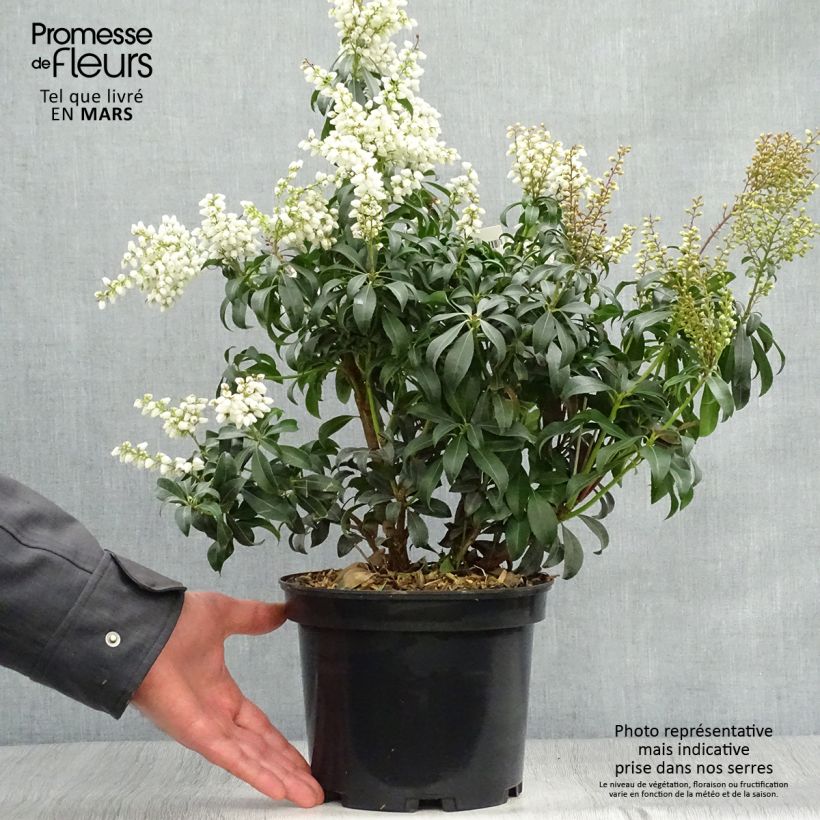 Pieris japonica Bonfire - Japanese Andromeda 3L/4L pot sample as delivered in spring