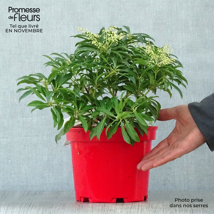Japanese Andromeda - Pieris japonica Forest Flame 2L/3L pot sample as delivered in autumn
