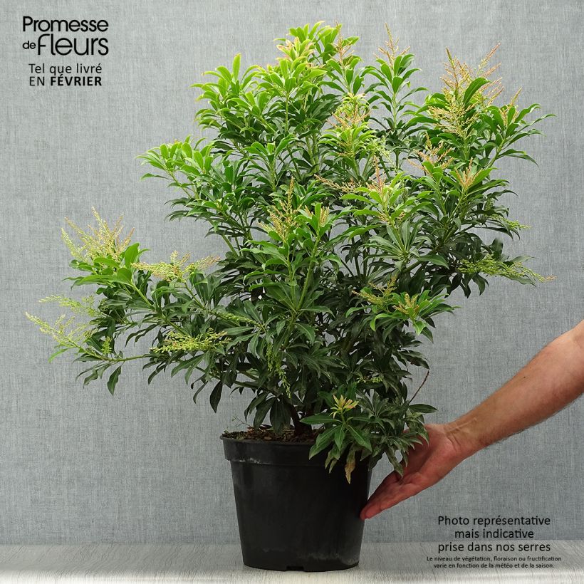 Japanese Andromeda - Pieris japonica Forest Flame 7.5L/10L pot sample as delivered in autumn